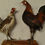 Miniatyrbilde: Høner og Hane