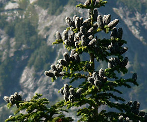 Subalpine Fir