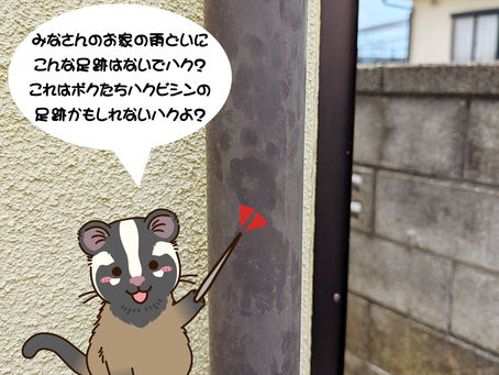 こんな足跡ありませんか?