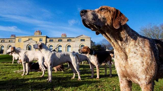 Hounds at The Kennels