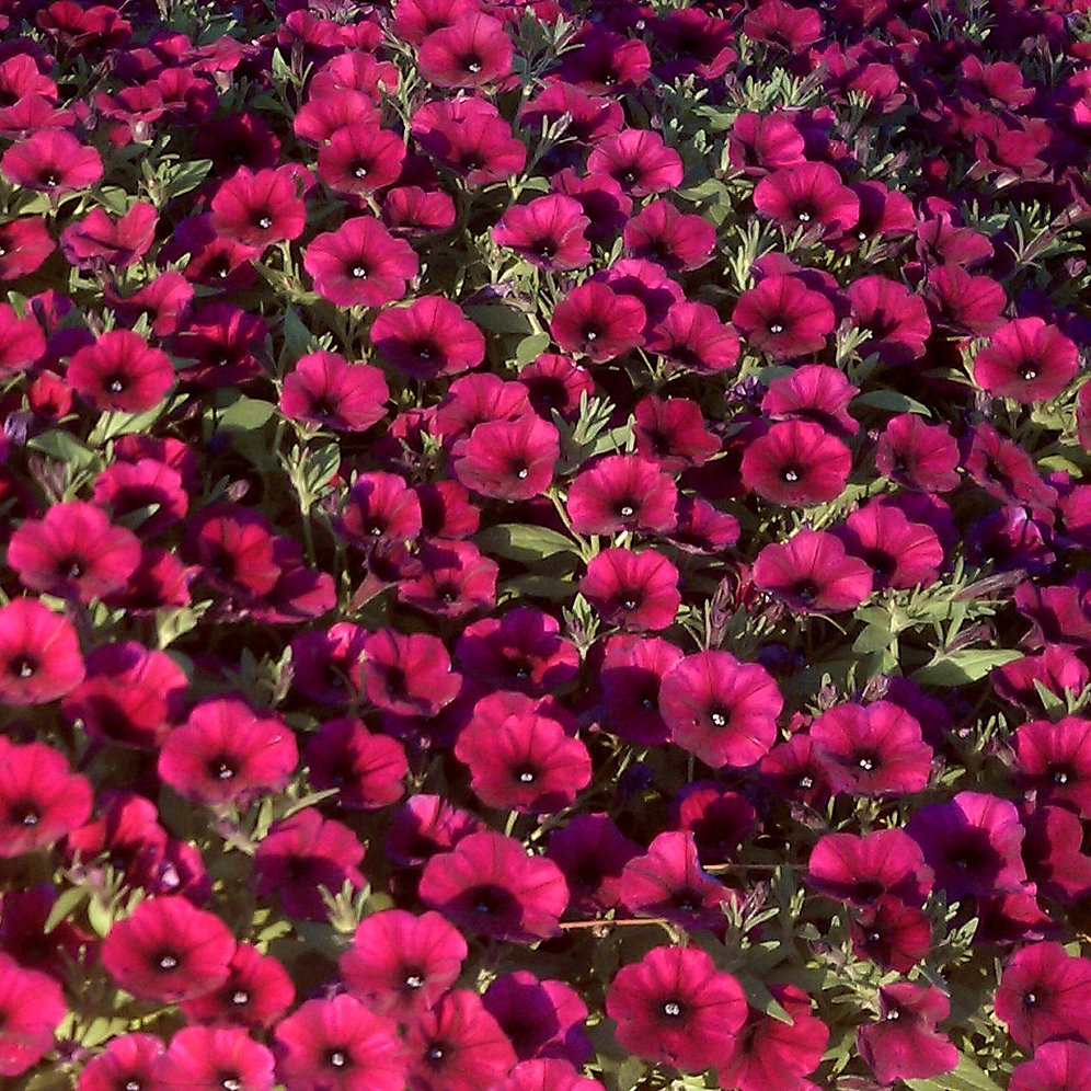 Петуния Шок Вейв Дип Парпл Petunia Shock wave Deep purple | ЛПХ СветиЦвет