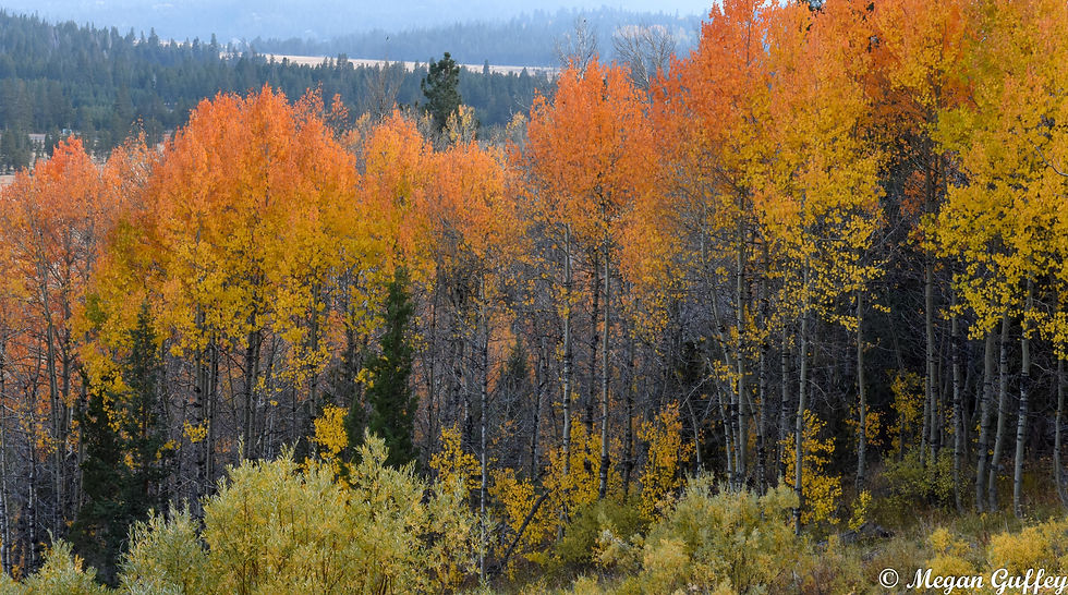 Hope Valley fall color bursts for with brilliant gold, yellow, and rust colors with a backdrop of high elevation mountains.