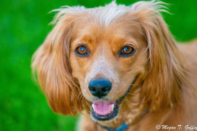 A gold-colored cocker spaniel poses for the camera with a large smile and a sparkle in her eye.