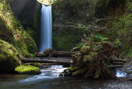 The waterfall drops off the moss covered cliff in the background.  Sun illuminates the moss covered hillside and rocks on the left.  On the right is a small but mighty tree.