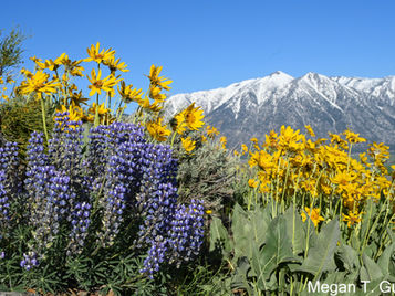 The snow capped peaks of Job's Peak towers over the Carson Valley with hillsides filled with wildflowers.