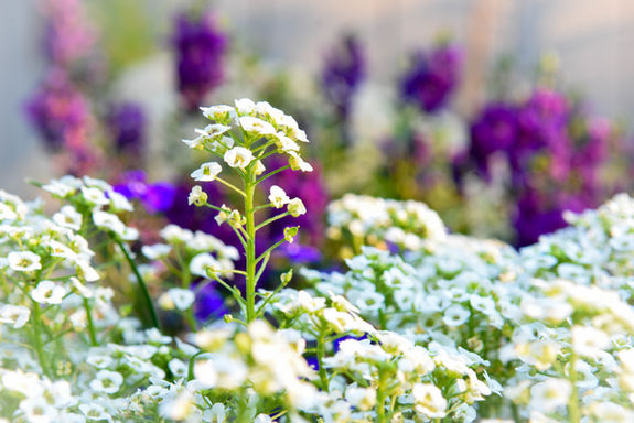 White alyssum flowers are in focus with out of focus purple delphinium in the back.