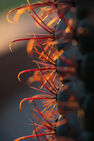 A mostly silhouetted barrel cactus takes up the right side of the frame.  The red needs are backlit by the sunset.