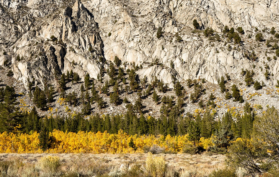 MTG251012_Eastern Sierra Fall Color (146 of 1107).jpg