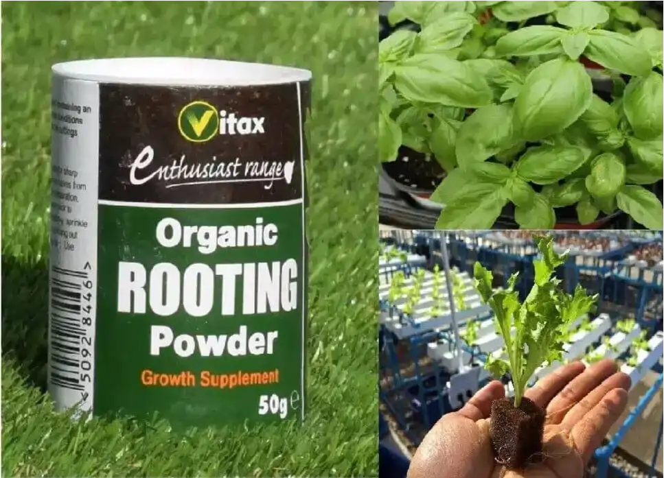 Vitax Organic Rooting Powder 50 g – image 2