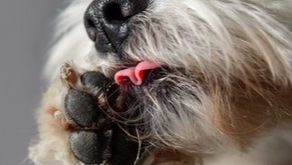 Does your dog bites and Licks his/her paws?