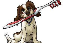 Some tips for dental health for your dog