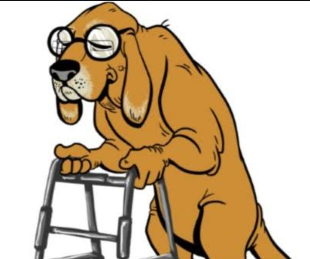 Caring For Elderly Dogs