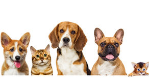 So our thoughts on...What Is Grain Free Dog Food?