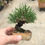 Thumbnail: Japanese Black Pine Bigei