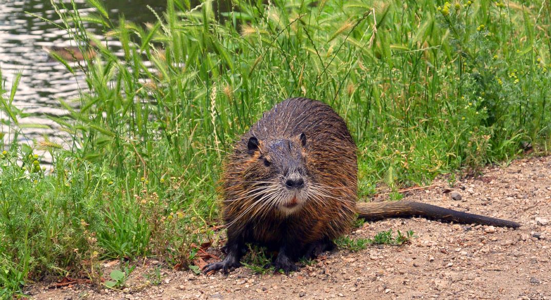 nutria_new orleans
