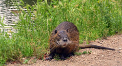 nutria_new orleans