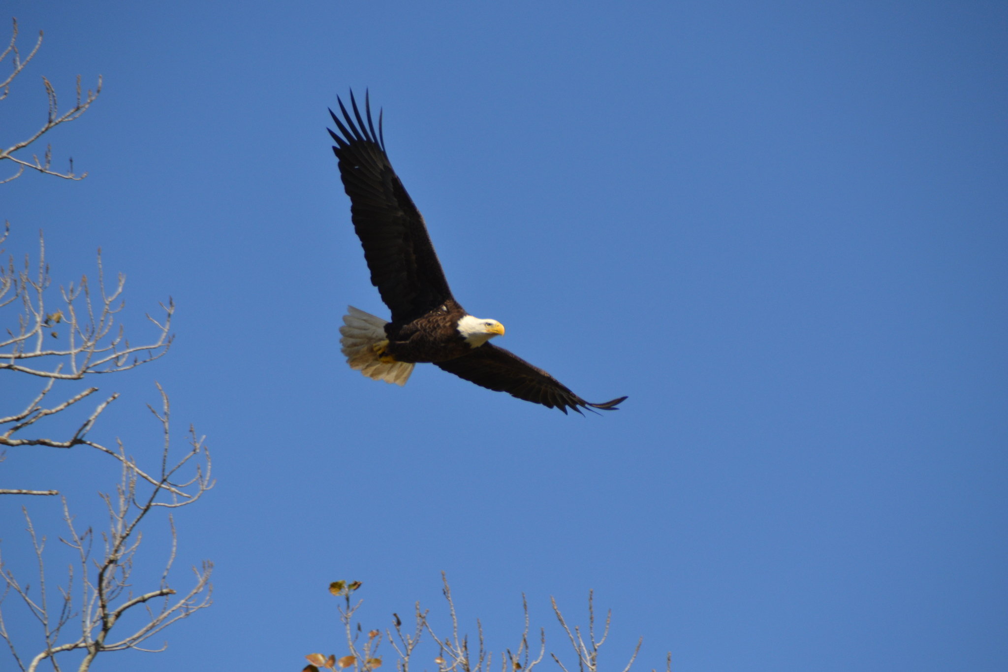 bald_eagle_new_orleans_1