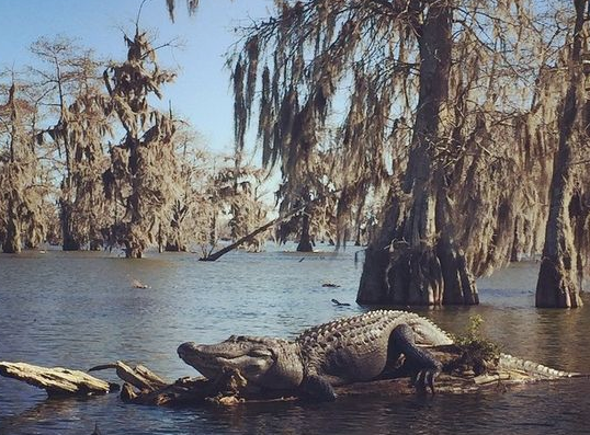 alligator sitting on log