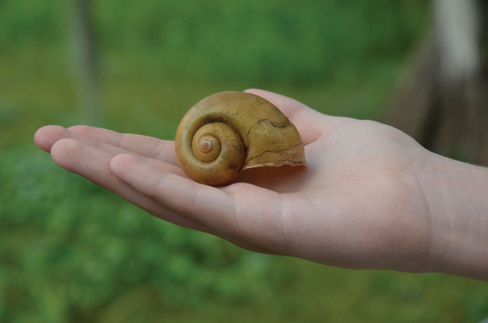 swamp_shell