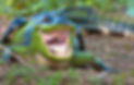 alligator swamp tours.jpg