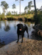 Black dog by a lake during a dog walking service visit.