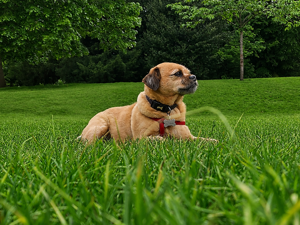 Small dog enjoying dog walking in a green park
