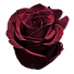 BURGUNDY AND NAVY11.png