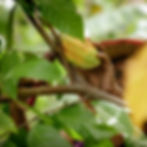 Cacao pods being picked from a tree for bean-to-bar chocolate production