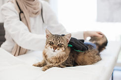adult-cat-being-cared-with-pet-grooming-glove-in-v-2023-08-22-01-29-36-utc.jpg