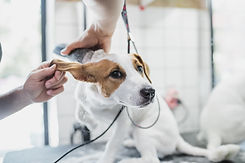 grooming-of-dogs-and-small-animals-in-the-grooming-2022-09-14-23-12-49-utc.jpg