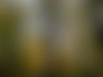 BEECH – RULER OF EUROPEAN FORESTS