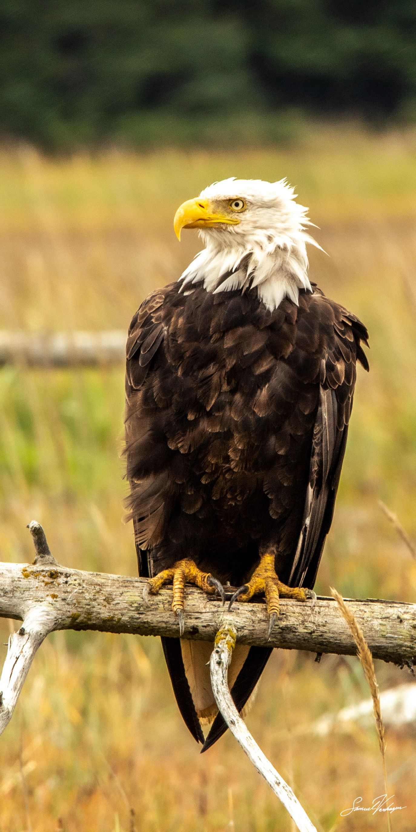 Perched Eagle