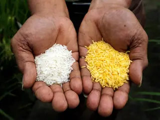 GMOs Part 6: Finally, a definition!