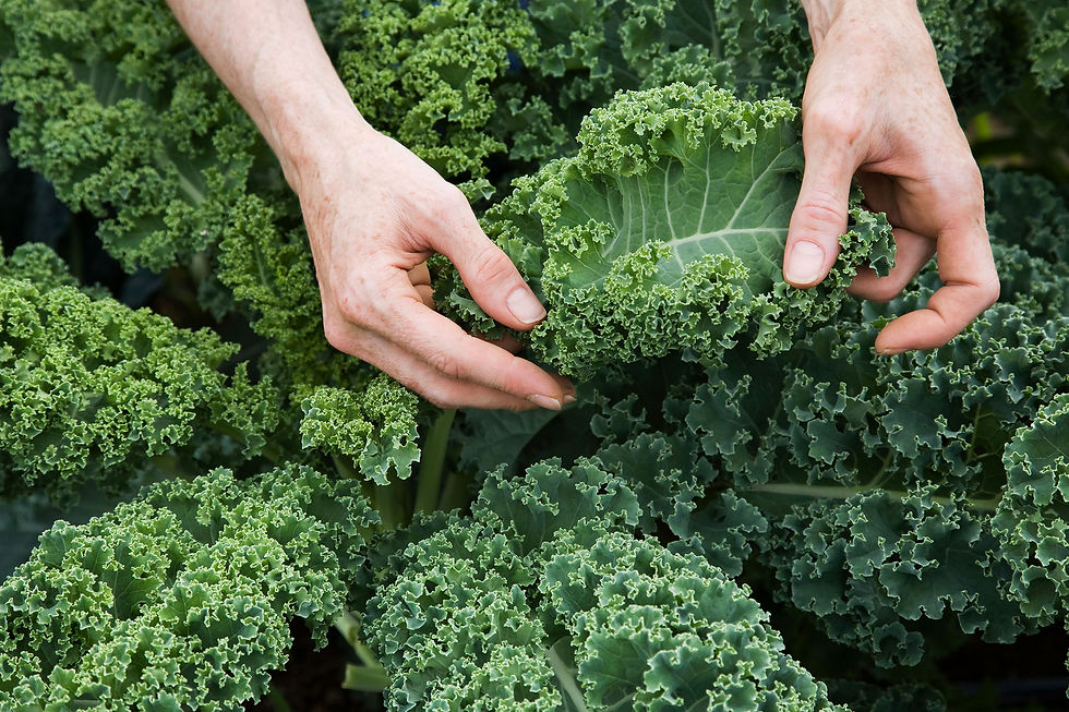 kale, high quality diet