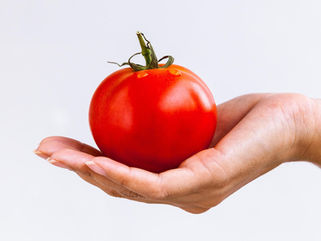 GMOs part 4: Did ancient farmers test their genetically modified tomatoes