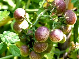 GMOs Part 3: What are genes and how are they modified?