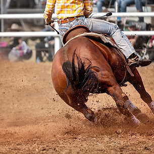 Equine Chiropractic improve comfort, movement, and performance