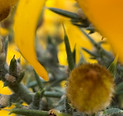 yellow 1.jpeg