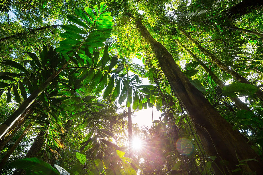 jungle-in-costa-rica-2023-11-27-05-10-52-utc-min.jpg