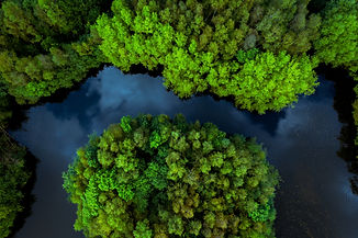 jungle-or-rainforest-canopy-from-above-with-river-2023-11-27-05-21-43-utc.jpg