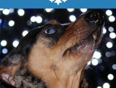 Ways to keep your dogs safe and happy during a fireworks display. 