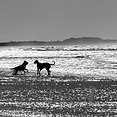 DOGGY DAY OUT