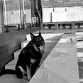 DOG SITTING