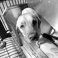 DOGGY WASH