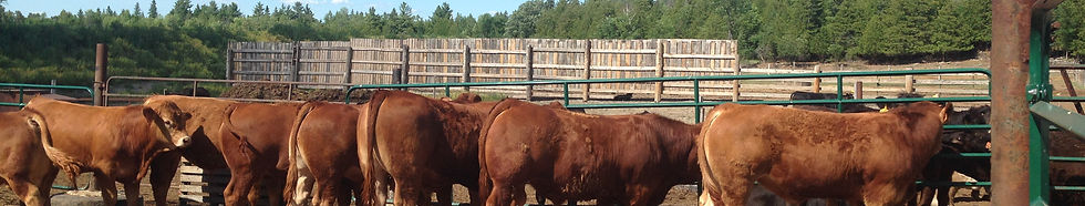 Picture of bulls in our barnyard