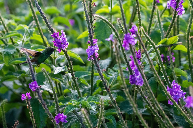 Costa Rica Bird (40 of 610).jpg