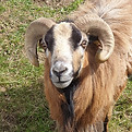 bélier - mouton - cameroun - insolite - étang - corne.jpg