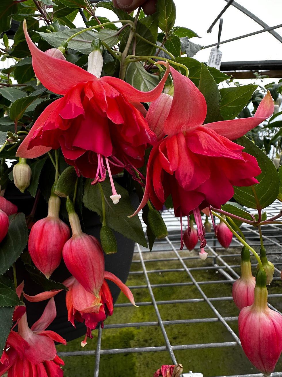 Fuchsia 5.jpg