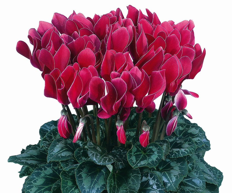 CYCLAMEN%20HALIOS%20FANTASIA%20MAGENTA_e