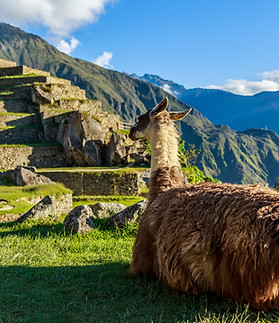 lama-sentado-en-el-pasto-y-mirando-la-terraza-de-machu-picchu.jpg